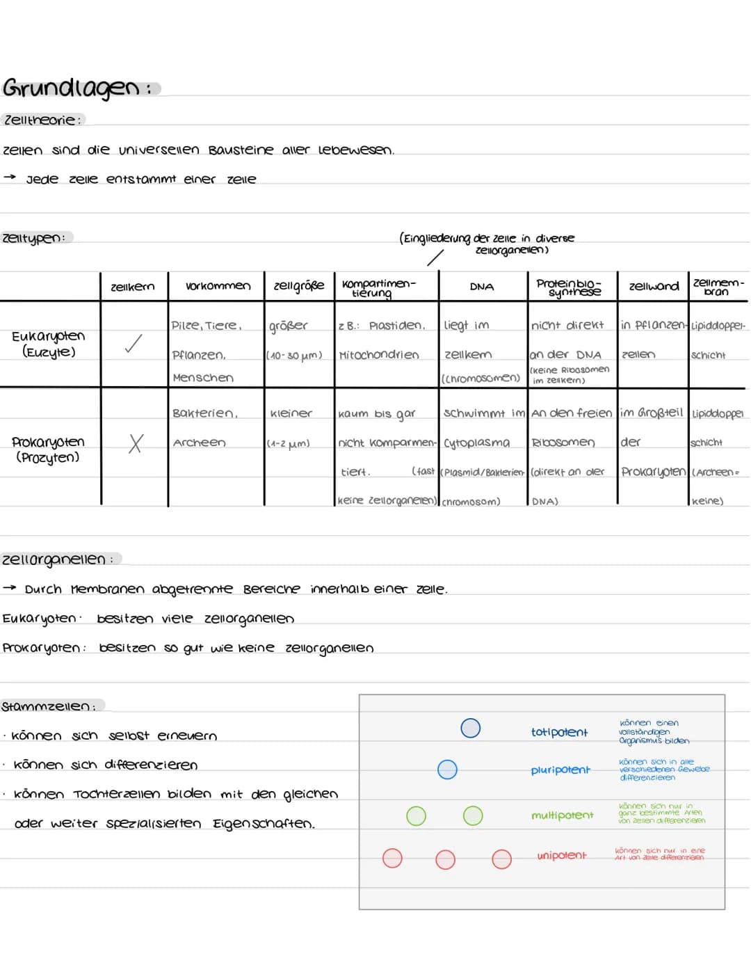 Populationen:
K- und R-Strategen.
→ verschiedene Strategien zum populationswachstum
K-Strategen
geringe vermehrungsrate
lange Generationsdau