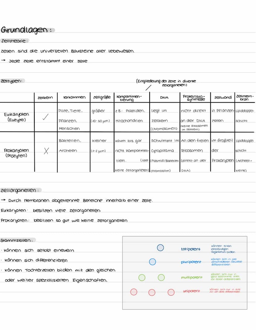 Populationen:
K- und R-Strategen.
→ verschiedene Strategien zum populationswachstum
K-Strategen
geringe vermehrungsrate
lange Generationsdau