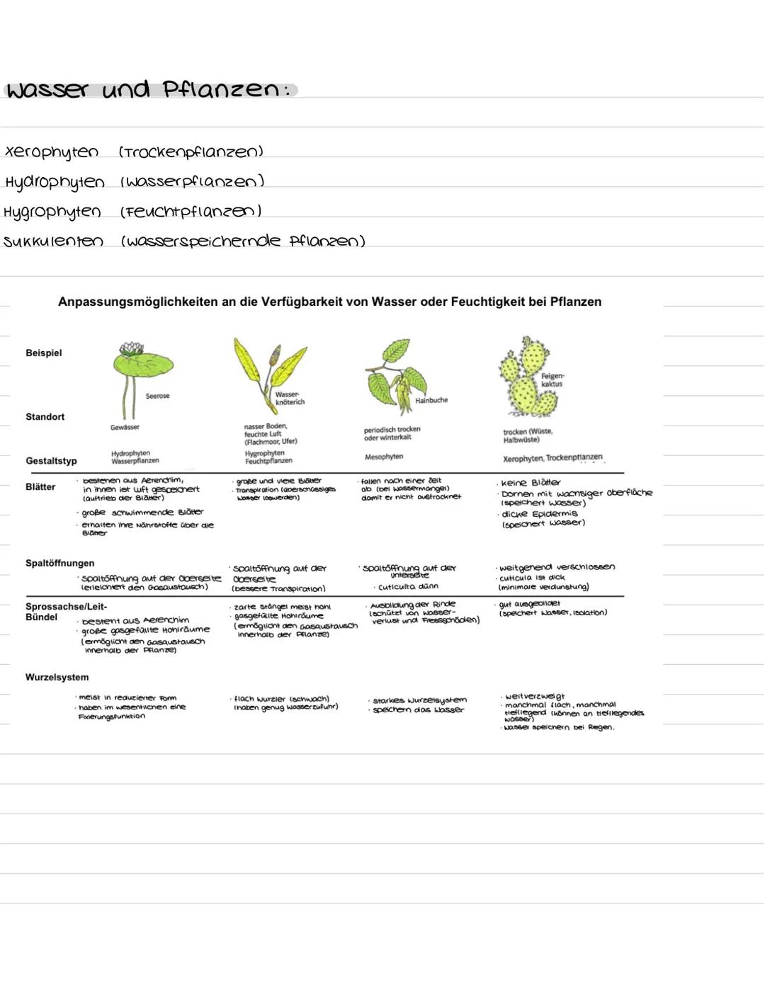 Populationen:
K- und R-Strategen.
→ verschiedene Strategien zum populationswachstum
K-Strategen
geringe vermehrungsrate
lange Generationsdau