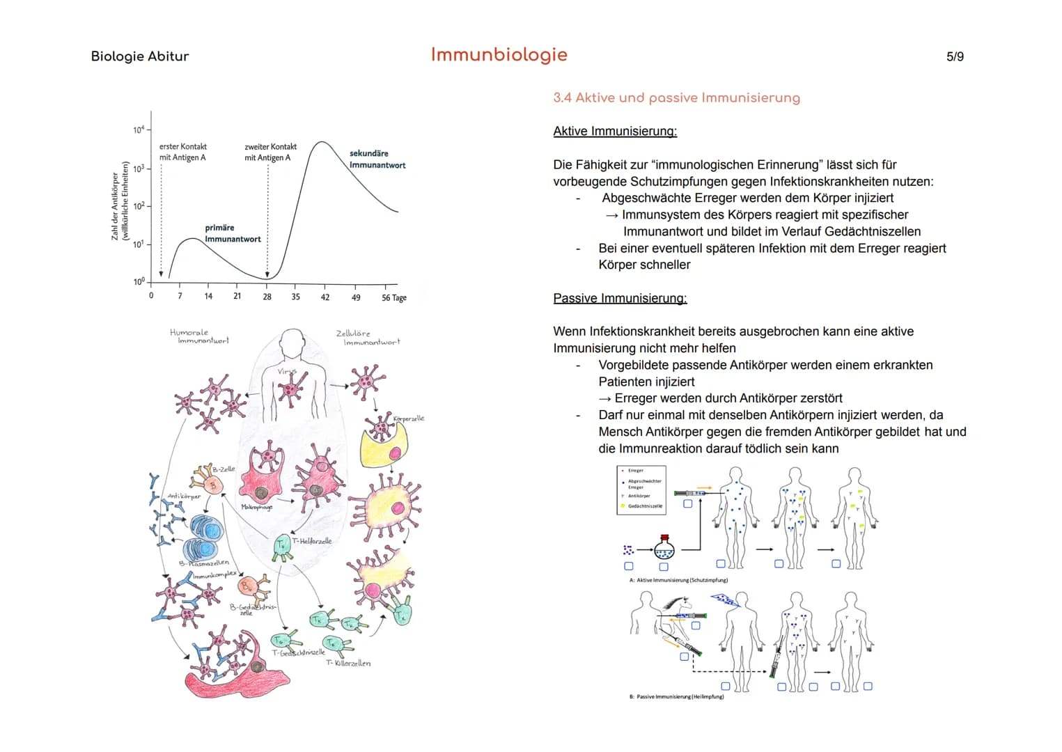 Immunbiologie Zusammenfassung und Arbeitsblatt
