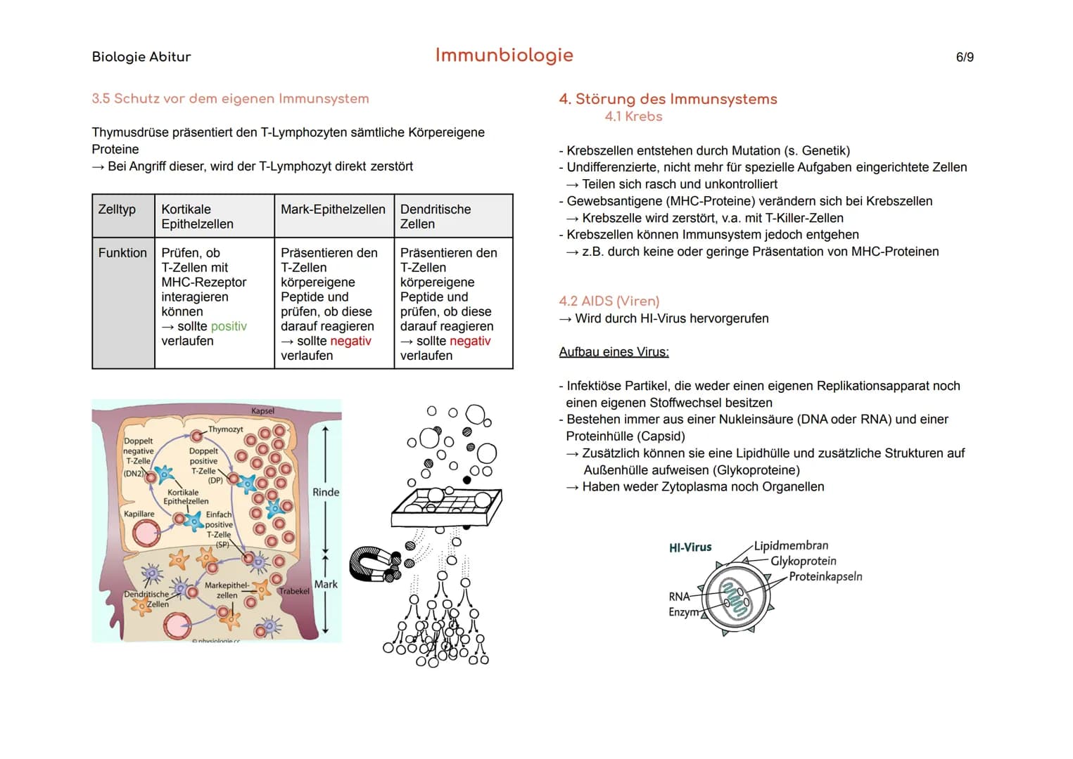 Immunbiologie Zusammenfassung und Arbeitsblatt