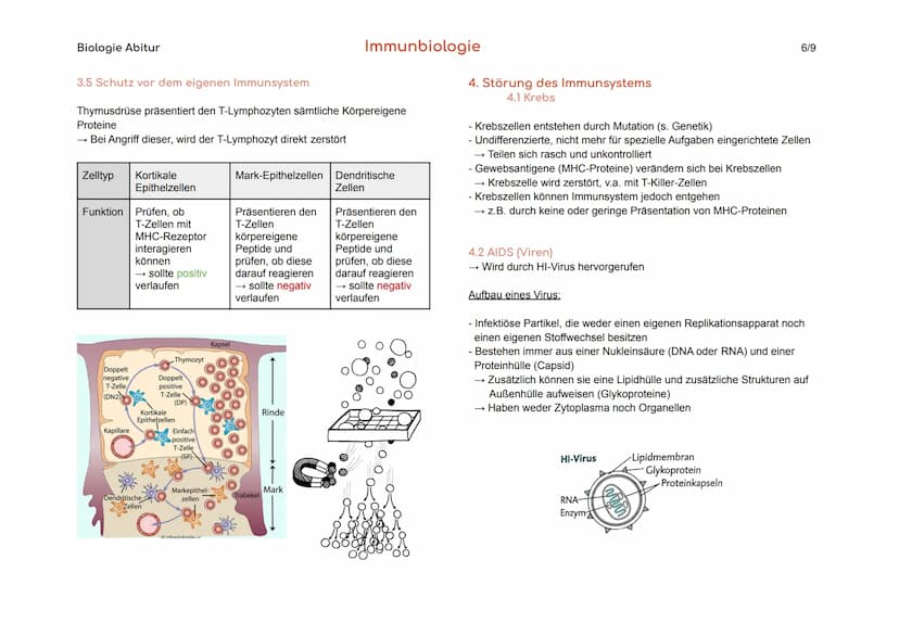 
<p>Das Blut hat verschiedene Aufgaben im Körper, darunter den Stofftransport von Sauerstoff, CO₂, Nährstoffen und Hormonen, die Regulation 