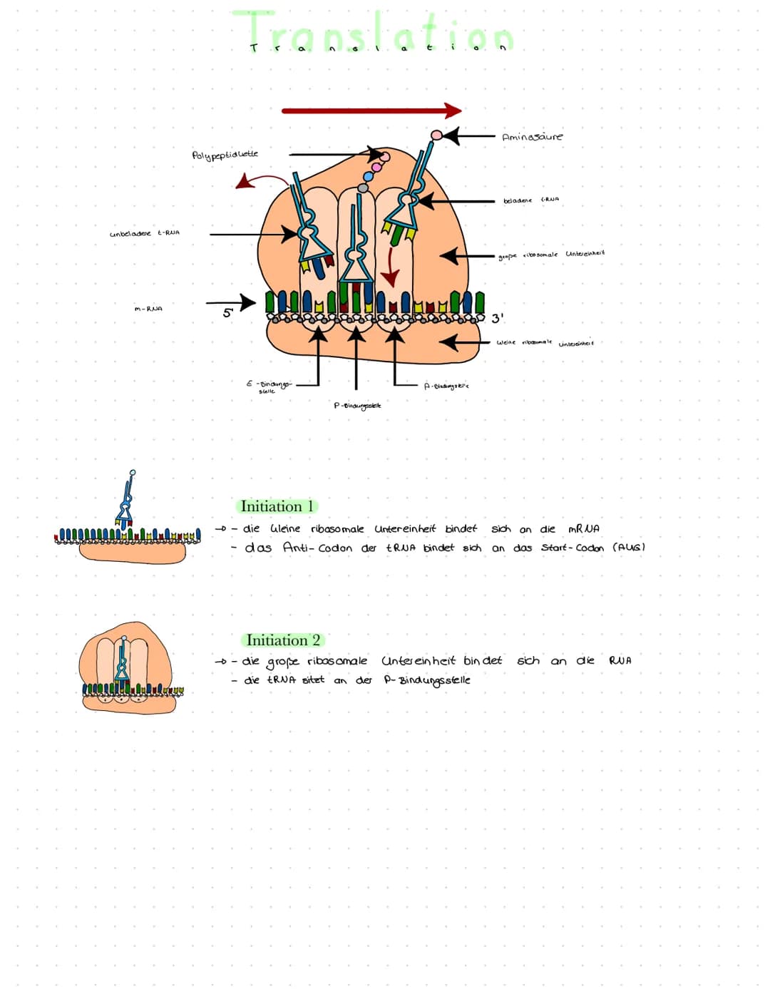 unbeladene t-RUA
M-RUA
CON ANTERIALELER
Translation
Polypeptiduette
S
-Bindungs-
P-Bindungsstelle
Initiation 2
- die große ribosomale
- die 