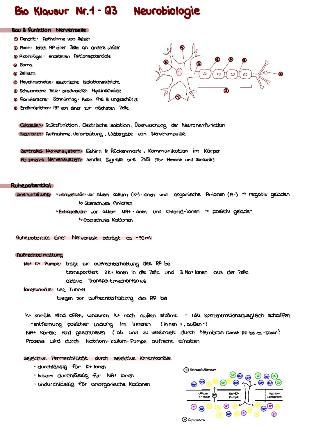 Neurobiologie