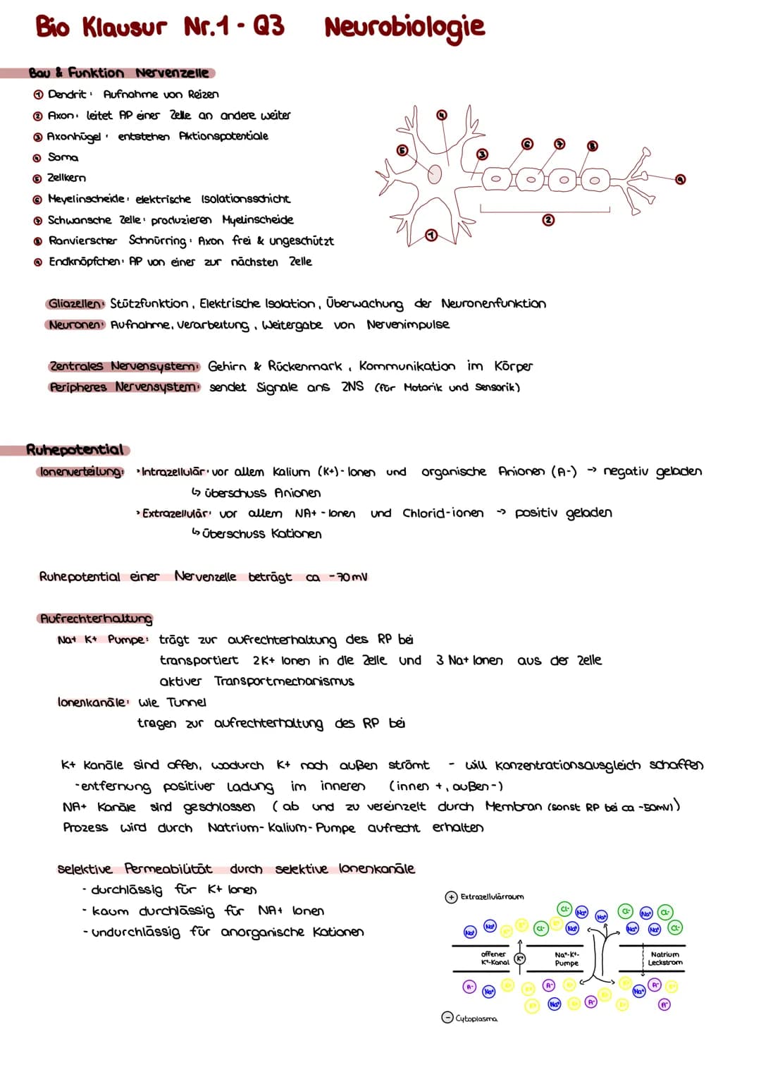 Bio Klausur Nr.1-Q3 Neurobiologie
Bau & Funktion Nervenzelle
Dendrit Aufnahme von Reizen
Ⓒ Axon leitet AP einer Zelle an andere weiter
Axonh
