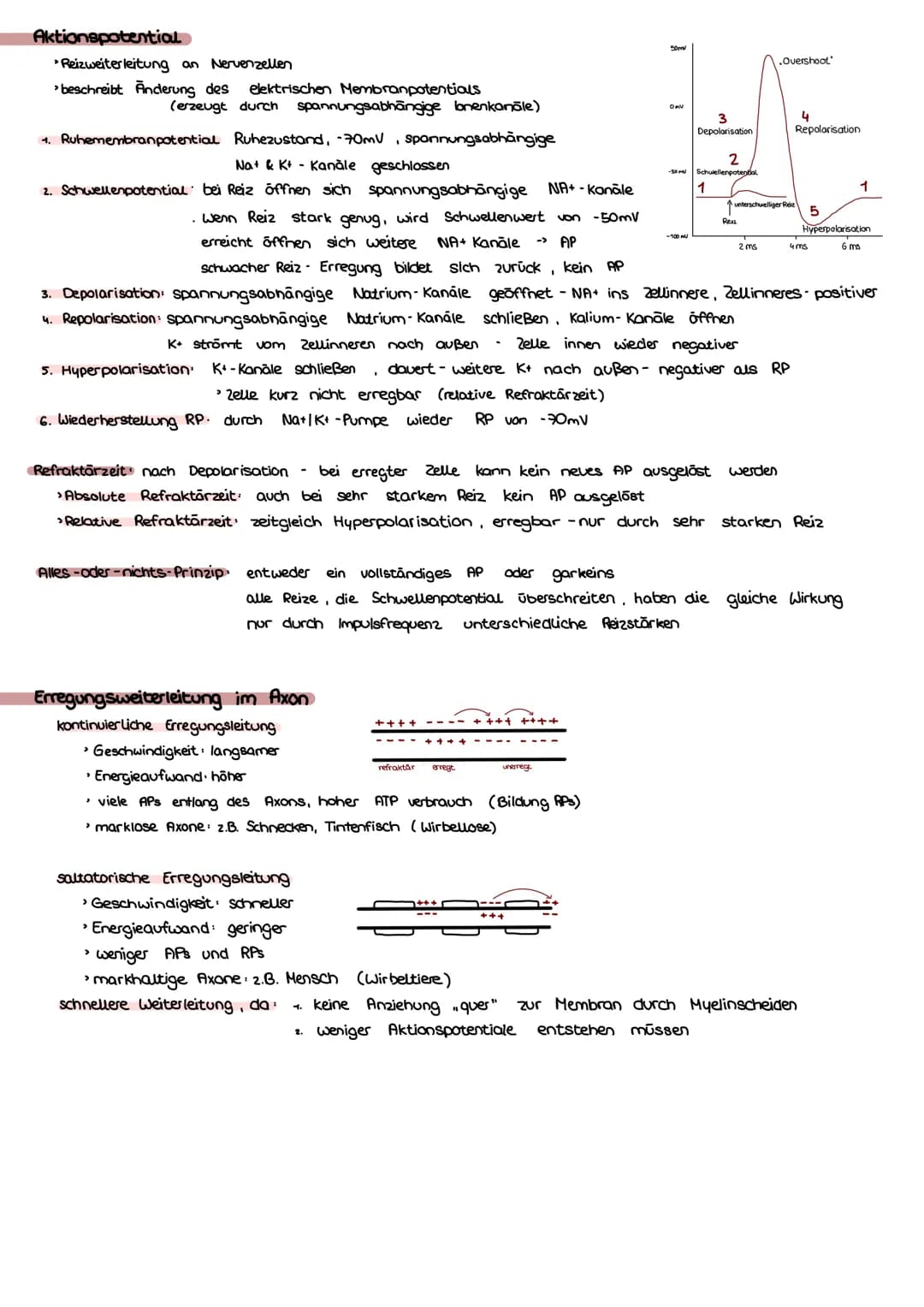 Bio Klausur Nr.1-Q3 Neurobiologie
Bau & Funktion Nervenzelle
Dendrit Aufnahme von Reizen
Ⓒ Axon leitet AP einer Zelle an andere weiter
Axonh