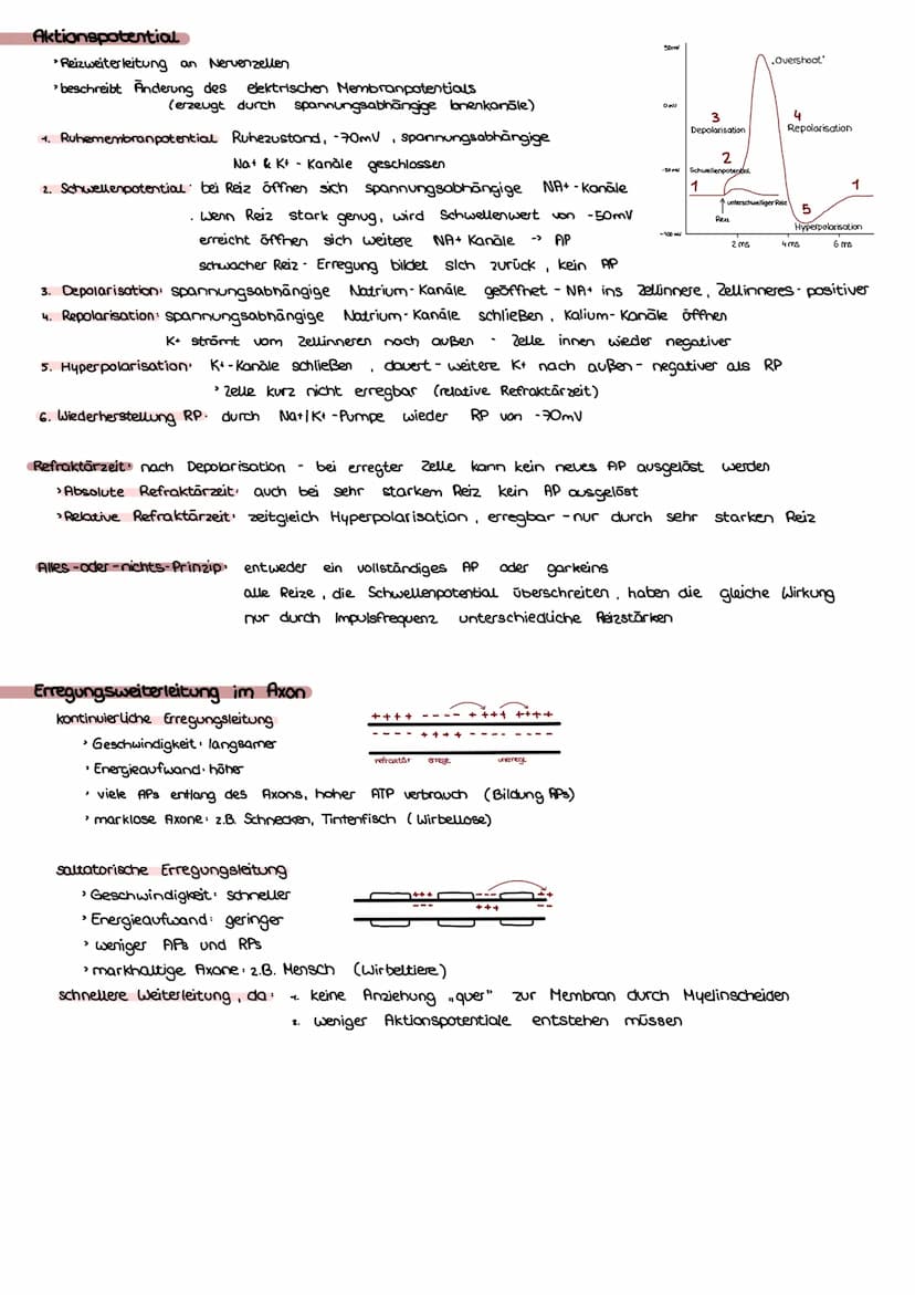 Bio Klausur Nr.1-Q3 Neurobiologie
Bau & Funktion Nervenzelle
Dendrit Aufnahme von Reizen
Ⓒ Axon leitet AP einer Zelle an andere weiter
Axonh