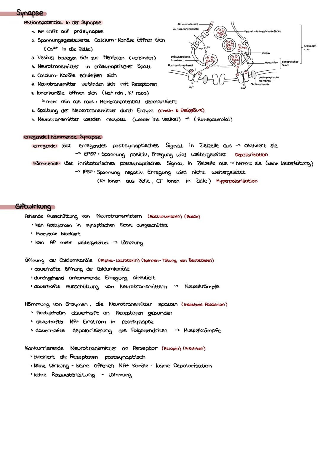 Bio Klausur Nr.1-Q3 Neurobiologie
Bau & Funktion Nervenzelle
Dendrit Aufnahme von Reizen
Ⓒ Axon leitet AP einer Zelle an andere weiter
Axonh
