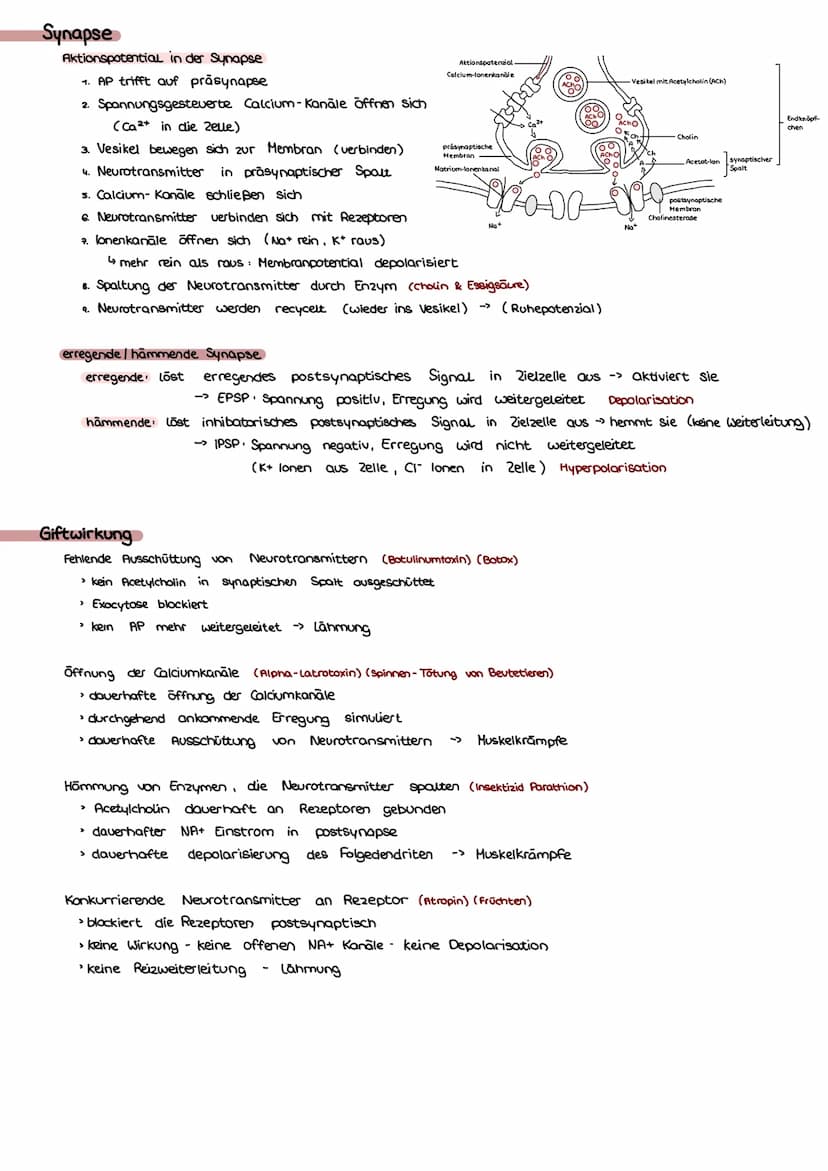 Bio Klausur Nr.1-Q3 Neurobiologie
Bau & Funktion Nervenzelle
Dendrit Aufnahme von Reizen
Ⓒ Axon leitet AP einer Zelle an andere weiter
Axonh
