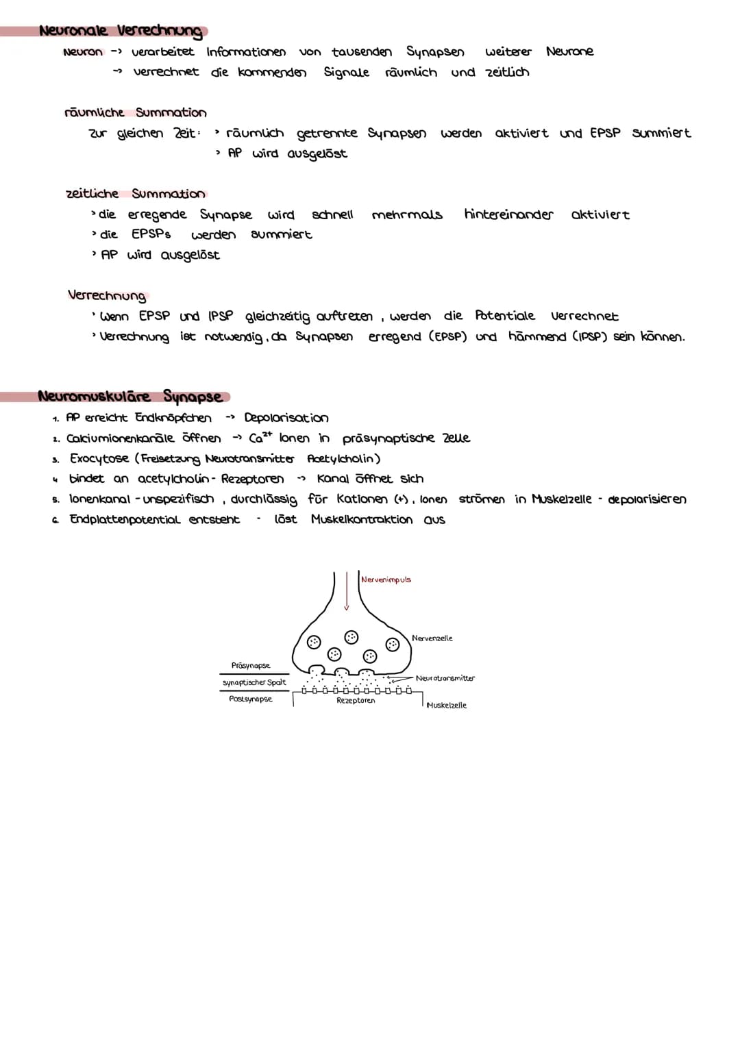 Bio Klausur Nr.1-Q3 Neurobiologie
Bau & Funktion Nervenzelle
Dendrit Aufnahme von Reizen
Ⓒ Axon leitet AP einer Zelle an andere weiter
Axonh