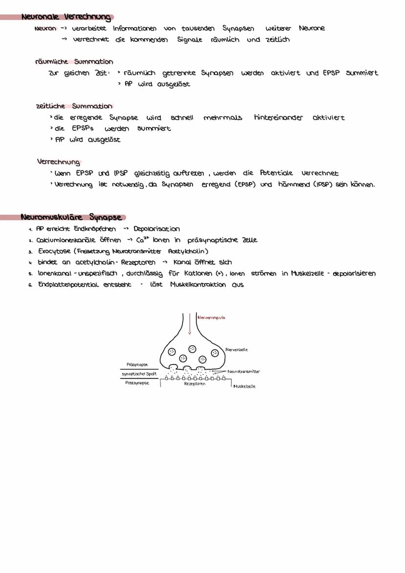 Bio Klausur Nr.1-Q3 Neurobiologie
Bau & Funktion Nervenzelle
Dendrit Aufnahme von Reizen
Ⓒ Axon leitet AP einer Zelle an andere weiter
Axonh
