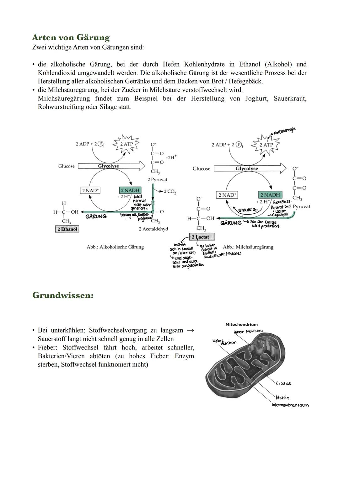 Enzyme (-ase)
Proteine; bei zu großer Temperatur: denaturieren (Bsp.: gekochtes Ei)
Katalysatoren: senkt Aktivierungsenergie, beschleunigt d