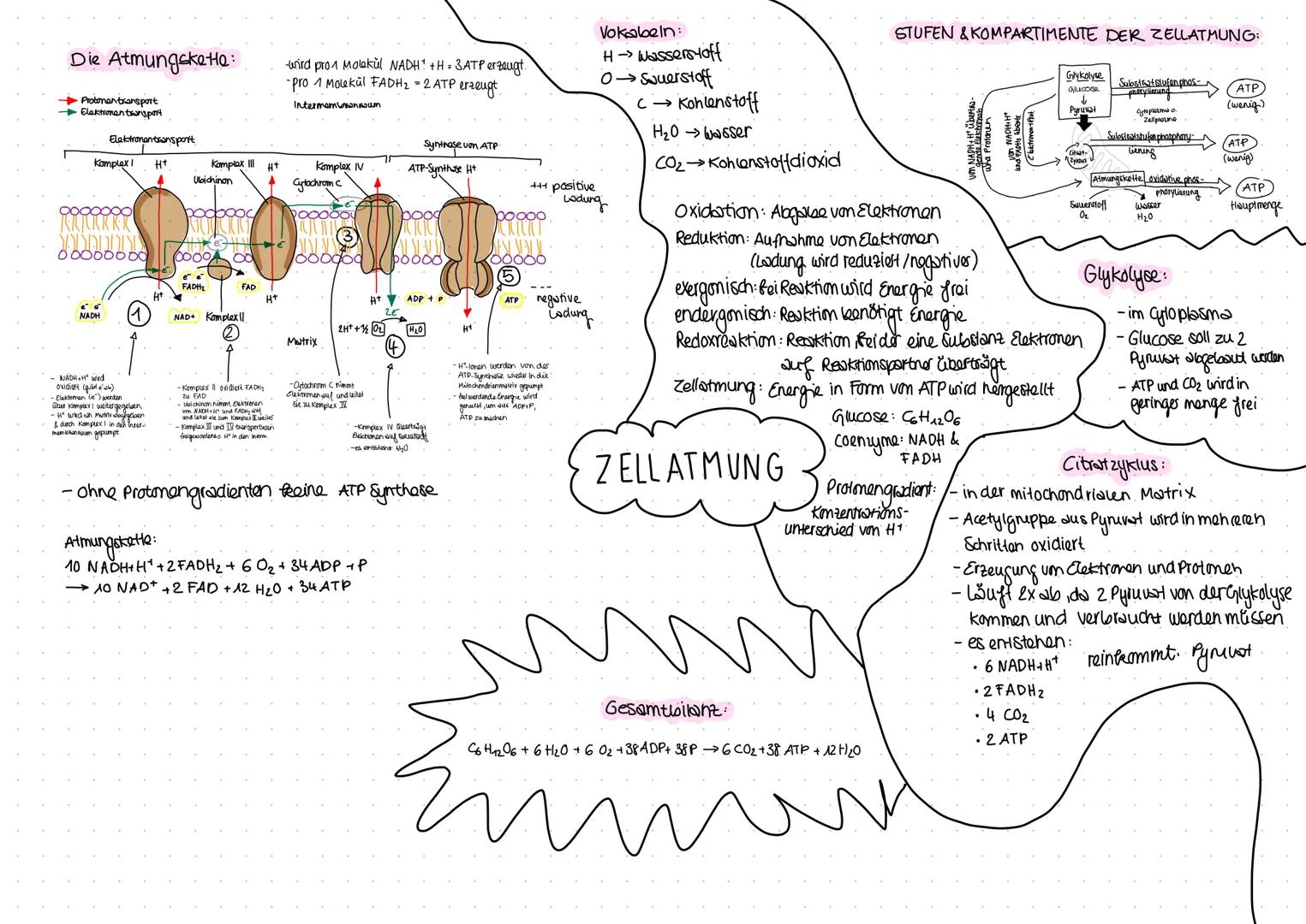 Die Atmungsketta:
- Protonen transport
- Elektronen transport
- Elektronentransport

wird pro1 Molekül NADH+H BATP erzeugt.
-Pro 1 Molekül F