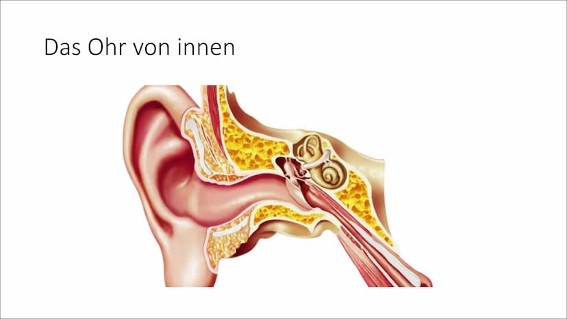 Das Gleichgewichtsorgan Datum 18.05.18
DAS GLEICHGEWICHTSORGAN
DAS GLEICHGEWICHTSORGANG...
... sitzt im Ohr, über der Hörschnecke, die wir z