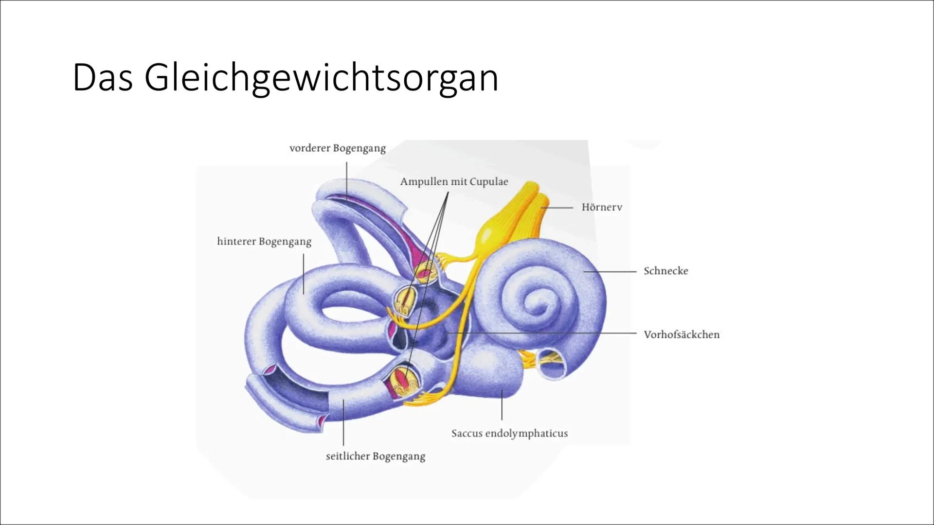 Das Gleichgewichtsorgan Datum 18.05.18
DAS GLEICHGEWICHTSORGAN
DAS GLEICHGEWICHTSORGANG...
... sitzt im Ohr, über der Hörschnecke, die wir z