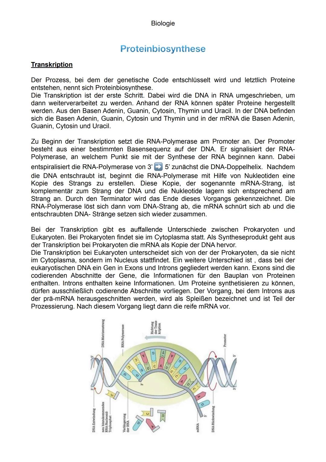 Biologie

Proteinbiosynthese

Transkription

Der Prozess, bei dem der genetische Code entschlüsselt wird und letztlich Proteine
entstehen, n