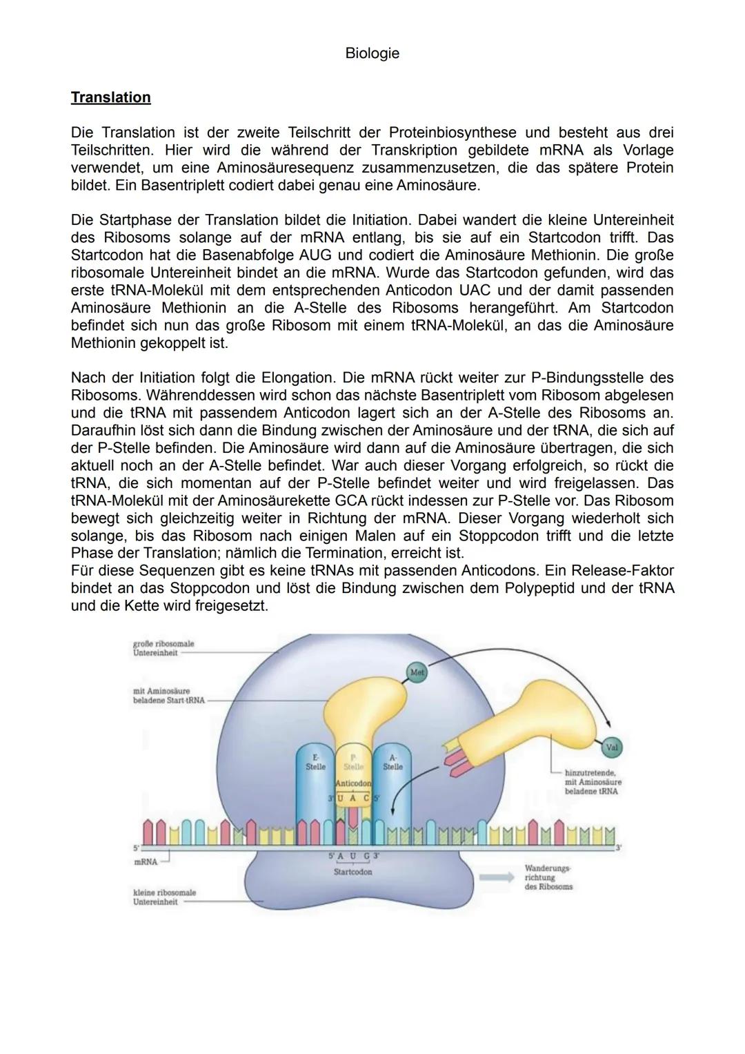 Biologie

Proteinbiosynthese

Transkription

Der Prozess, bei dem der genetische Code entschlüsselt wird und letztlich Proteine
entstehen, n