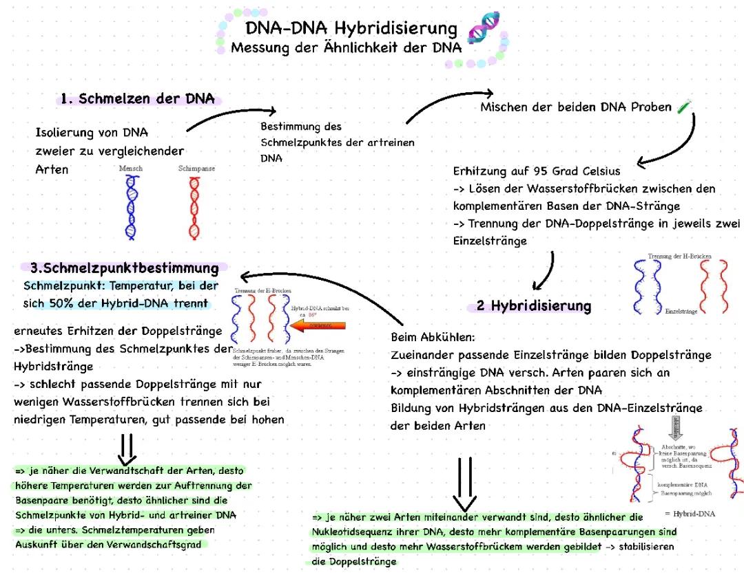 DNA-Hybridisierung: Verwandtschaft und Evolution