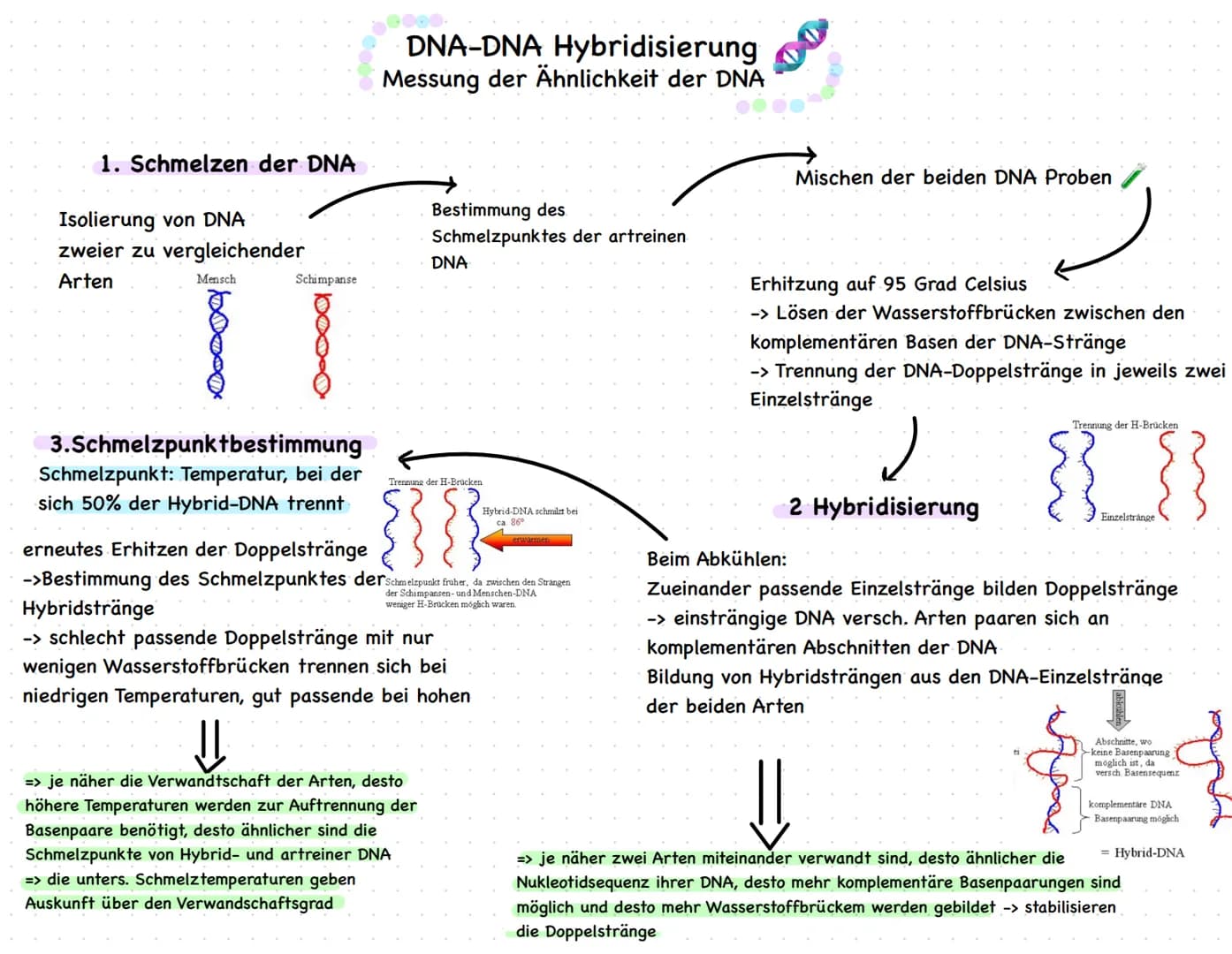 1. Schmelzen der DNA
Isolierung von DNA
zweier zu vergleichender
Arten
Mensch
10000
Schimpanse
3.Schmelzpunktbestimmung
Schmelzpunkt: Temper