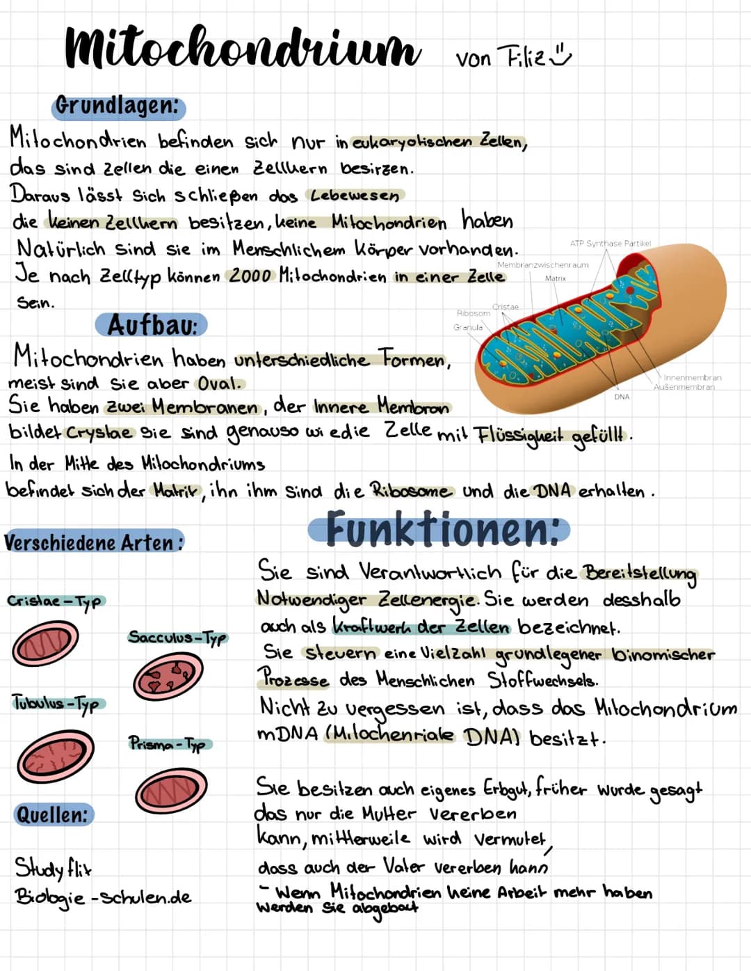 Mitochondrium von Filiz"
Grundlagen:
Mitochondrien befinden sich nur in eukaryotischen Zellen,
das sind zellen die einen Zelluern besirzen.
