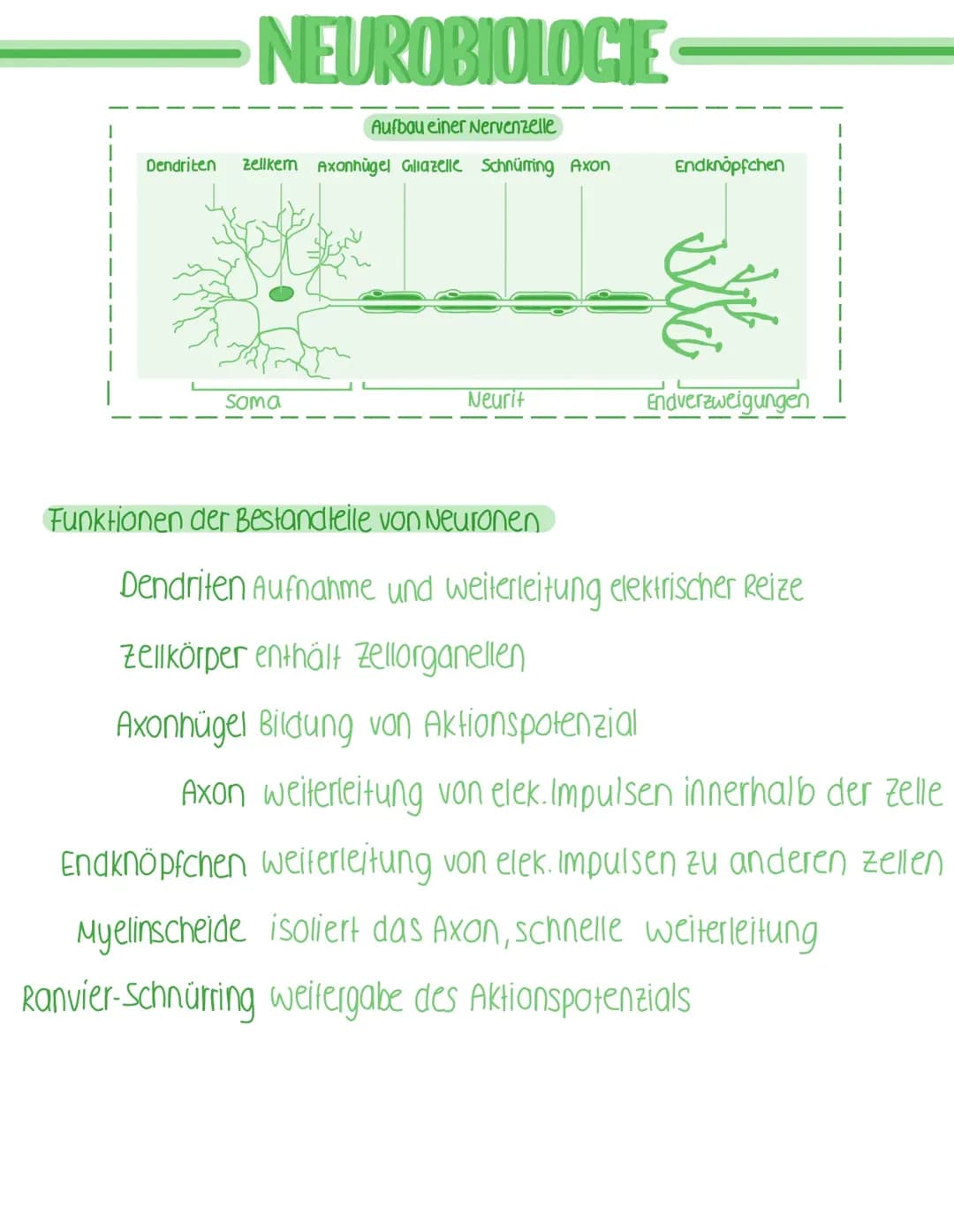 Neurobiologie 