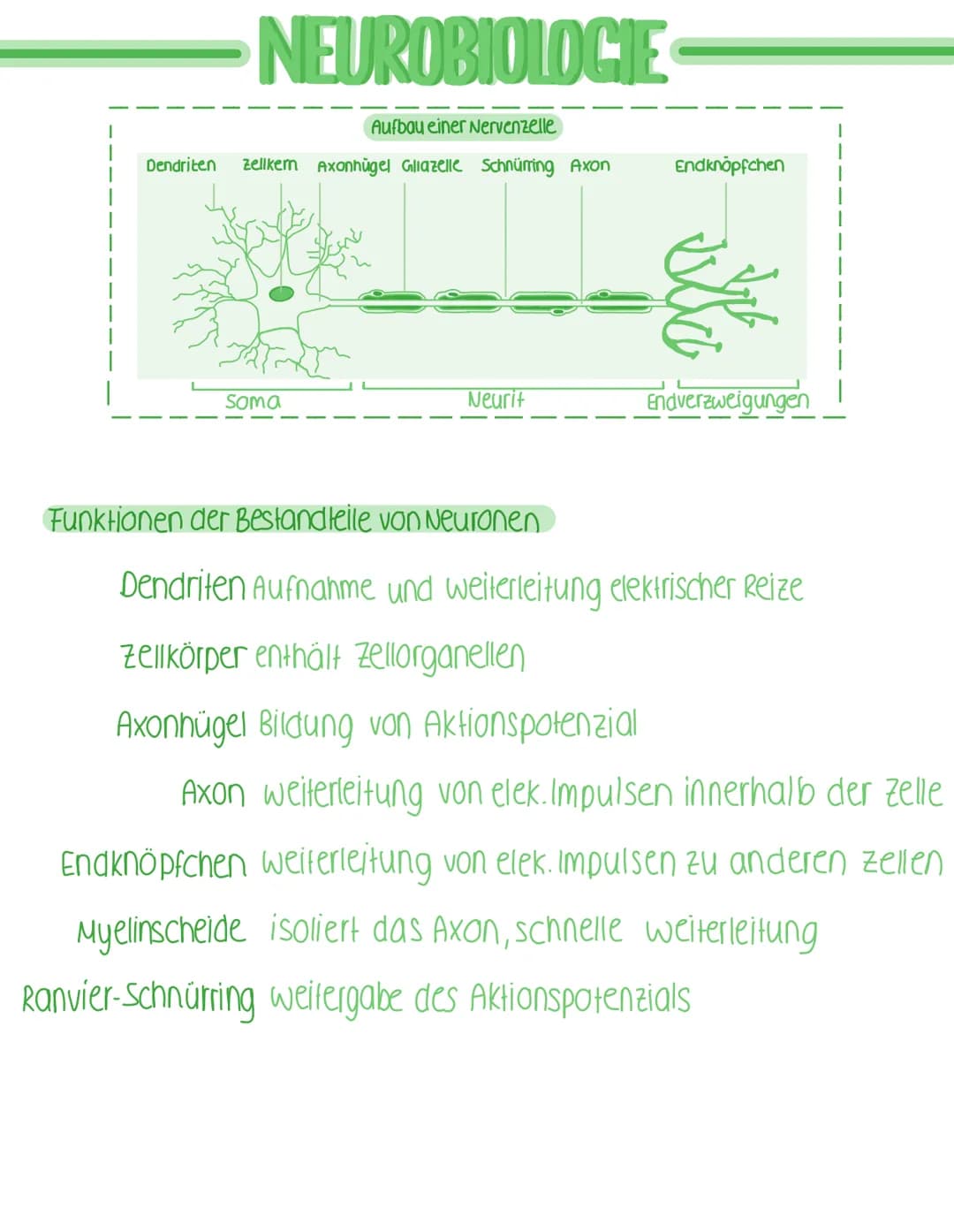 Dendriten
NEUROBIOLOGIE
Aufbau einer Nervenzelle
Zellkem Axonhügel Glazelle Schnürring Axon
Soma
Neurit
Funktionen der Bestandteile von Neur