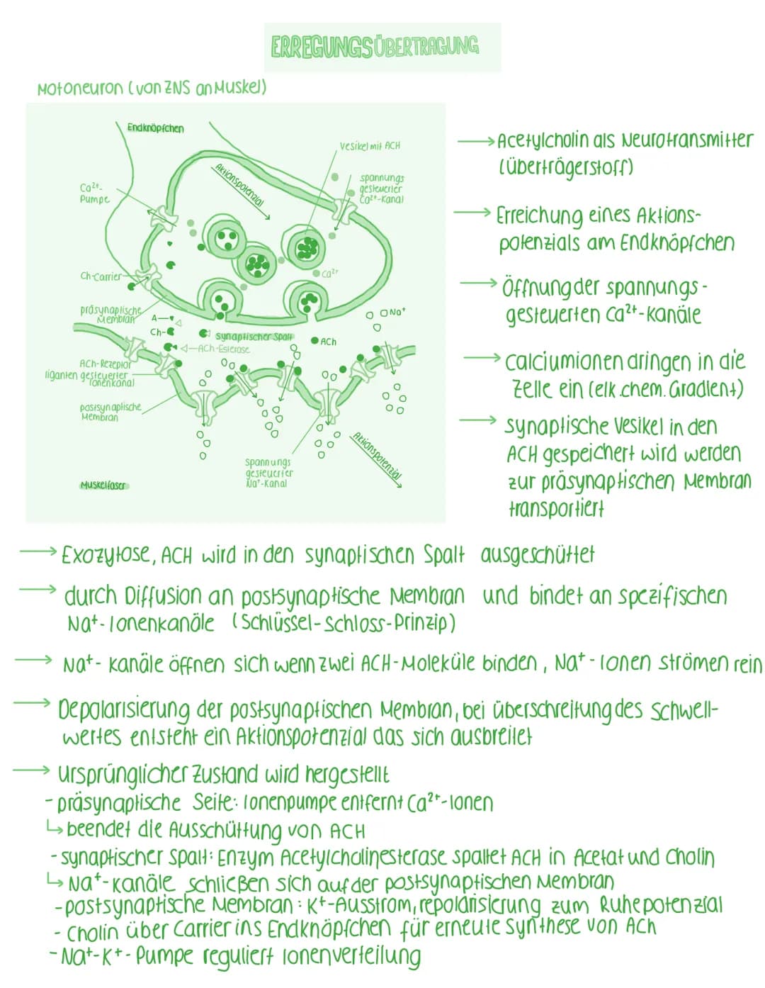 Dendriten
NEUROBIOLOGIE
Aufbau einer Nervenzelle
Zellkem Axonhügel Glazelle Schnürring Axon
Soma
Neurit
Funktionen der Bestandteile von Neur