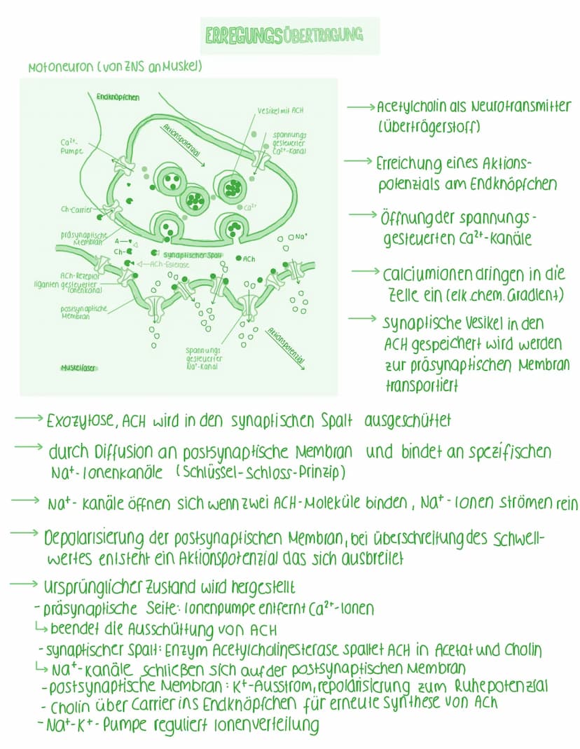 Dendriten
NEUROBIOLOGIE
Aufbau einer Nervenzelle
Zellkem Axonhügel Glazelle Schnürring Axon
Soma
Neurit
Funktionen der Bestandteile von Neur