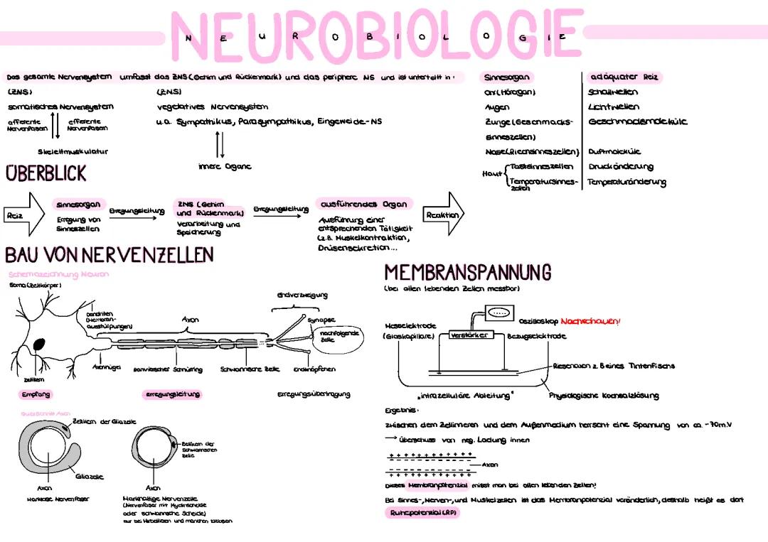 Was ist das Membranpotential und warum ist es wichtig?