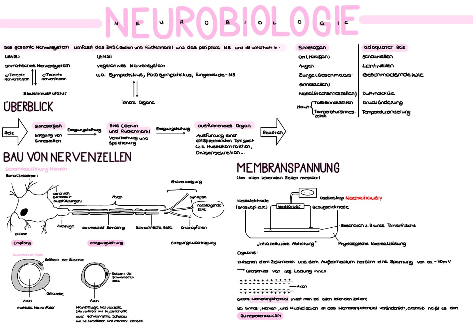 Das gesamte Nervensystem umfasst das ENS (Gehim und Rückenmark) und das periphere NS und ist unterteilt in:
(ZNS)
(ZNS)
vegelatives Nervensy