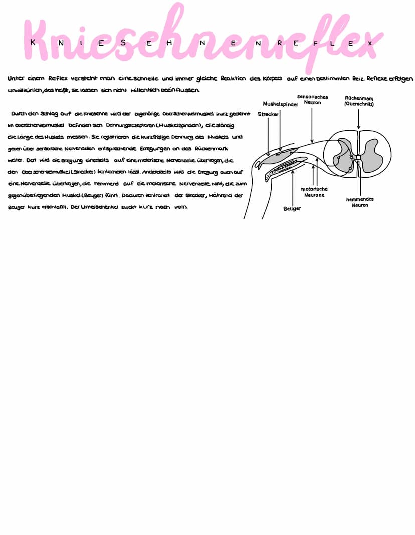 Das gesamte Nervensystem umfasst das ENS (Gehim und Rückenmark) und das periphere NS und ist unterteilt in:
(ZNS)
(ZNS)
vegelatives Nervensy