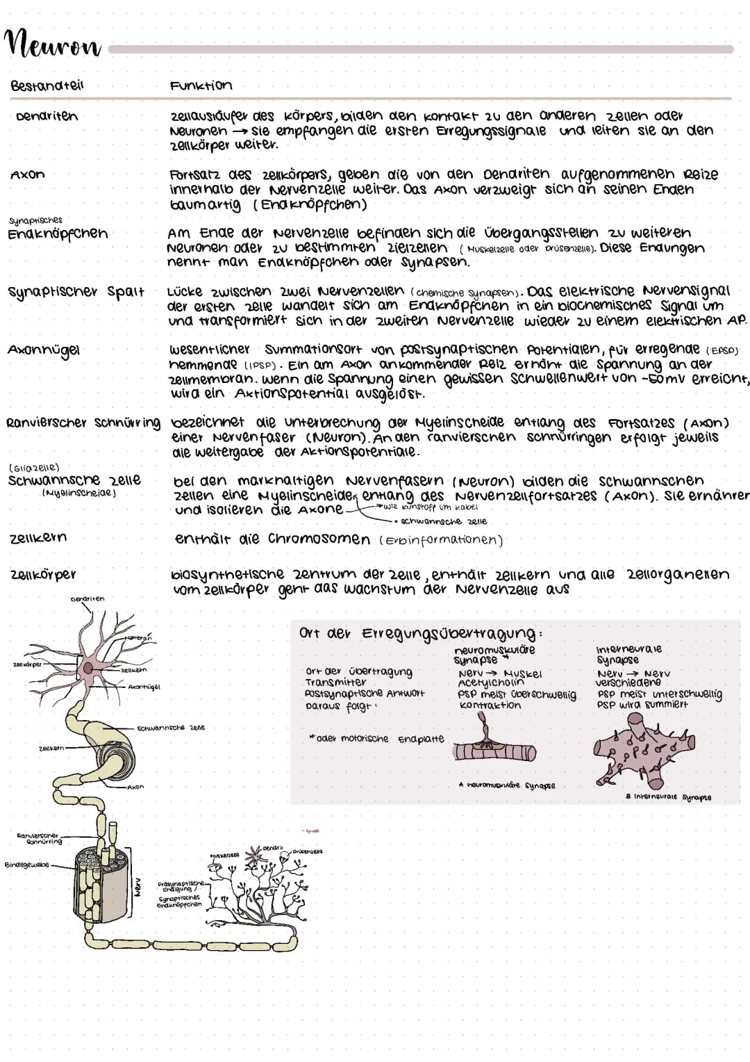  Neuron