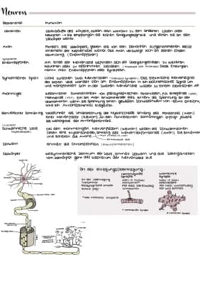 Know  Neuron thumbnail