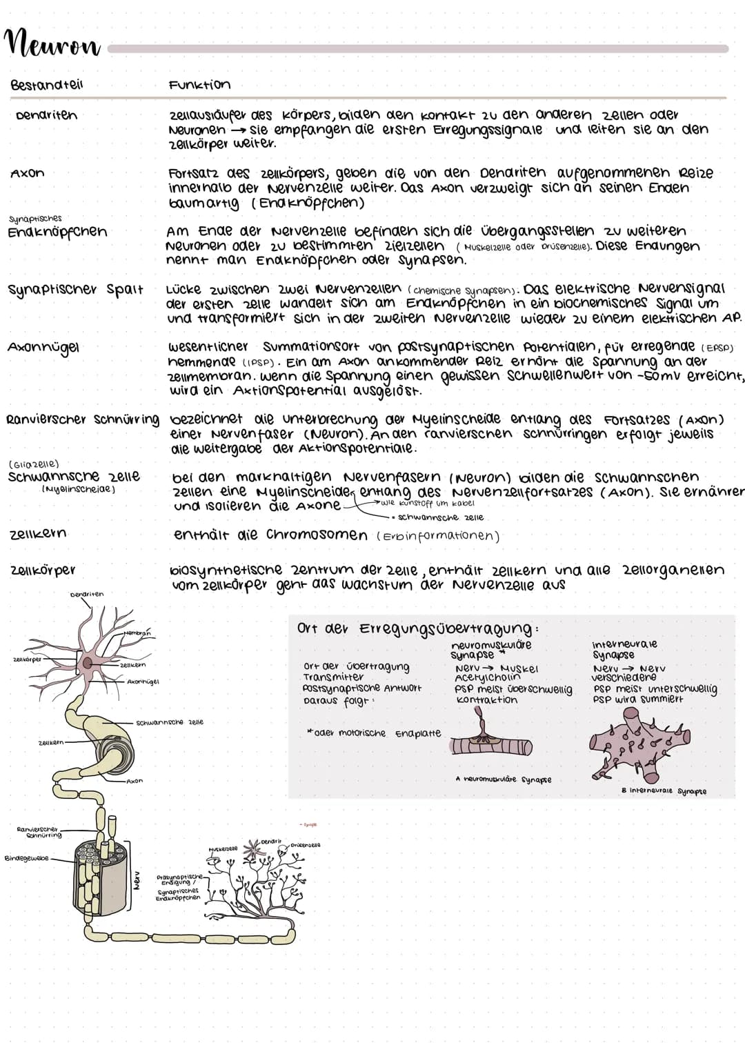 Neuron
Bestandteil
Dendriten
Axon
Synaptisches
Endknöpfchen
Synaptischer Spalt
Axonnügel
(Gliazelle)
Schwannsche zelle
(Myelinscheide.)
Zell