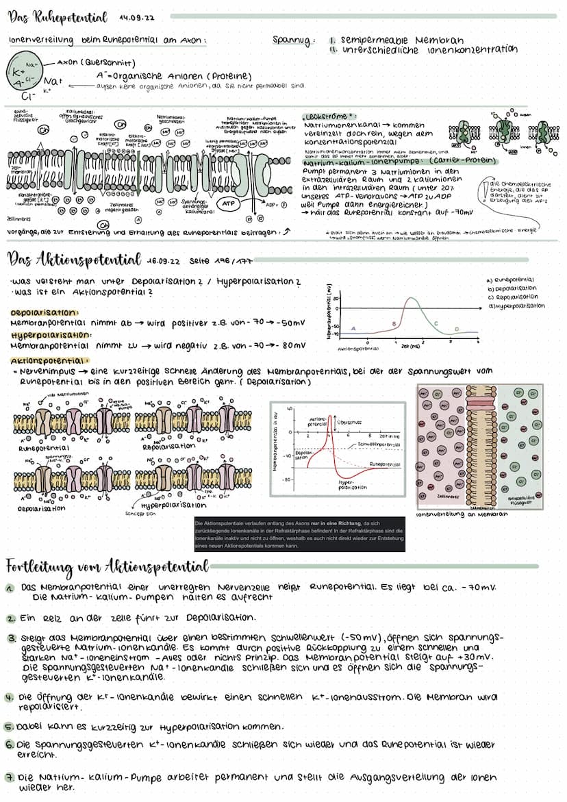 Neuron
Bestandteil
Dendriten
Axon
Synaptisches
Endknöpfchen
Synaptischer Spalt
Axonnügel
(Gliazelle)
Schwannsche zelle
(Myelinscheide.)
Zell