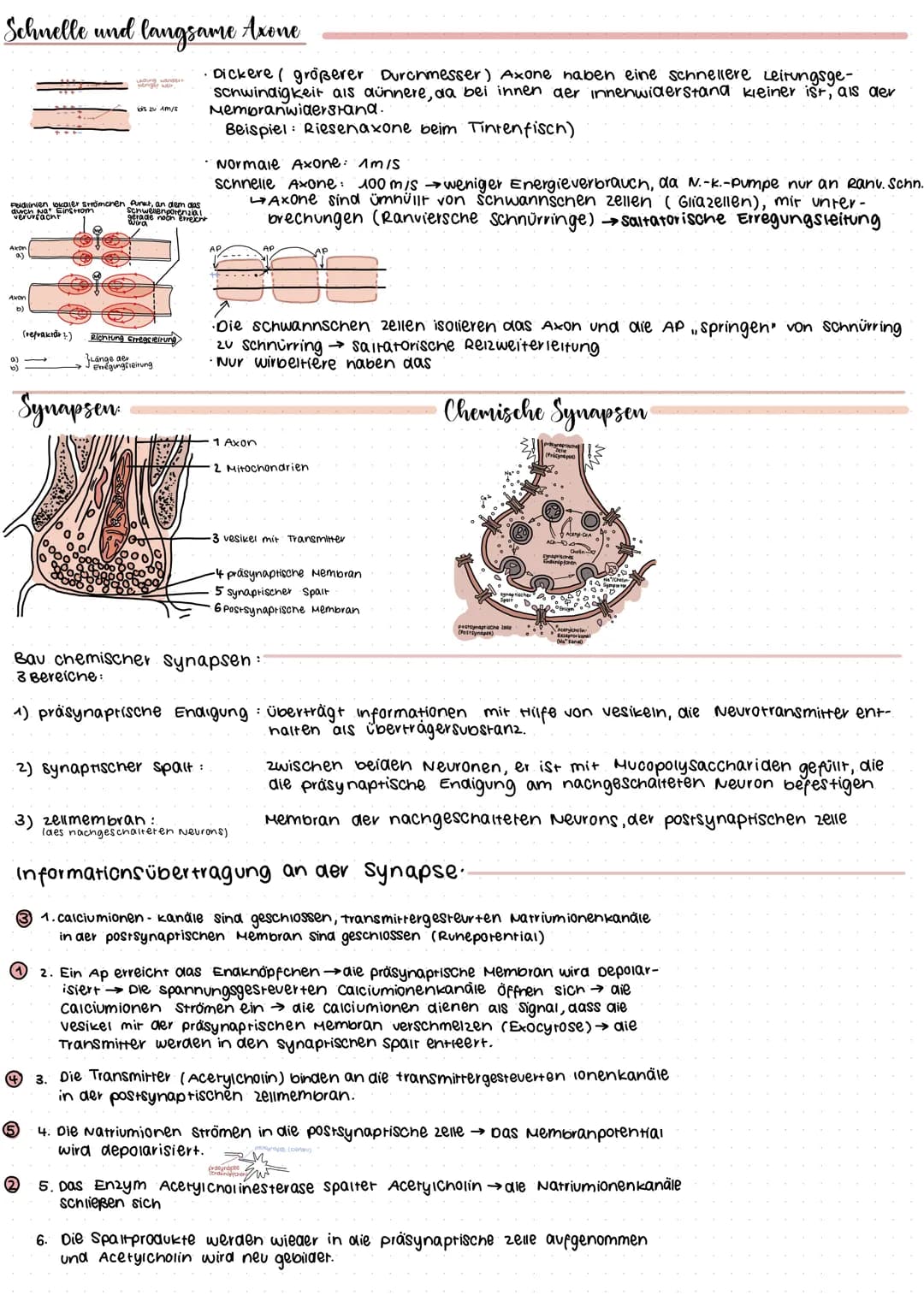 Neuron
Bestandteil
Dendriten
Axon
Synaptisches
Endknöpfchen
Synaptischer Spalt
Axonnügel
(Gliazelle)
Schwannsche zelle
(Myelinscheide.)
Zell