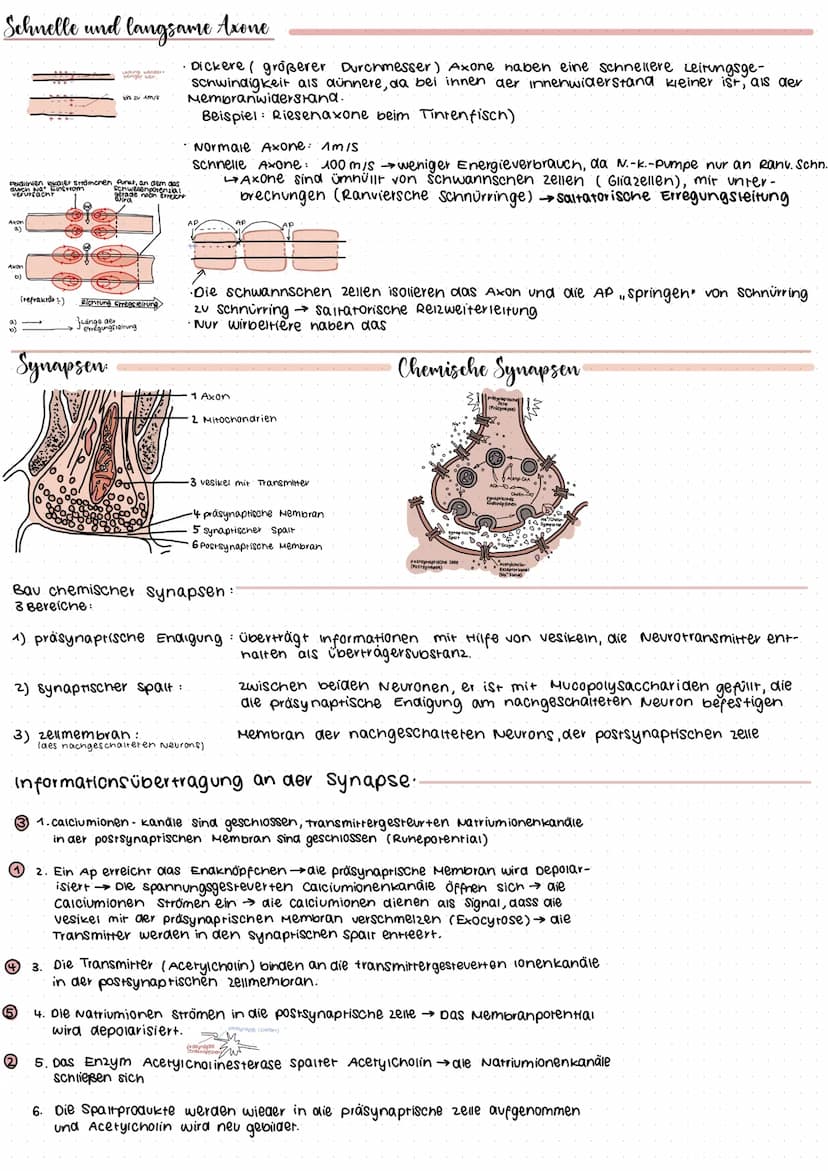Neuron
Bestandteil
Dendriten
Axon
Synaptisches
Endknöpfchen
Synaptischer Spalt
Axonnügel
(Gliazelle)
Schwannsche zelle
(Myelinscheide.)
Zell