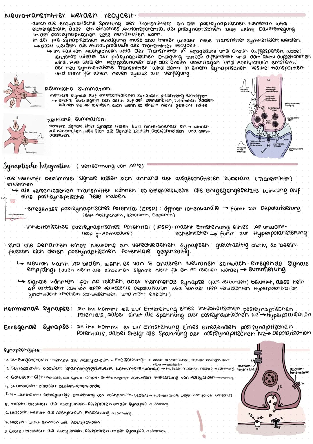 Neuron
Bestandteil
Dendriten
Axon
Synaptisches
Endknöpfchen
Synaptischer Spalt
Axonnügel
(Gliazelle)
Schwannsche zelle
(Myelinscheide.)
Zell