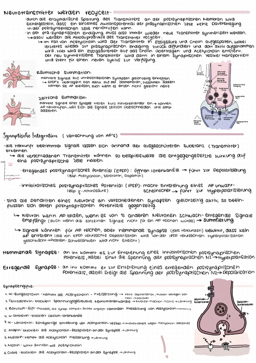 Neuron
Bestandteil
Dendriten
Axon
Synaptisches
Endknöpfchen
Synaptischer Spalt
Axonnügel
(Gliazelle)
Schwannsche zelle
(Myelinscheide.)
Zell