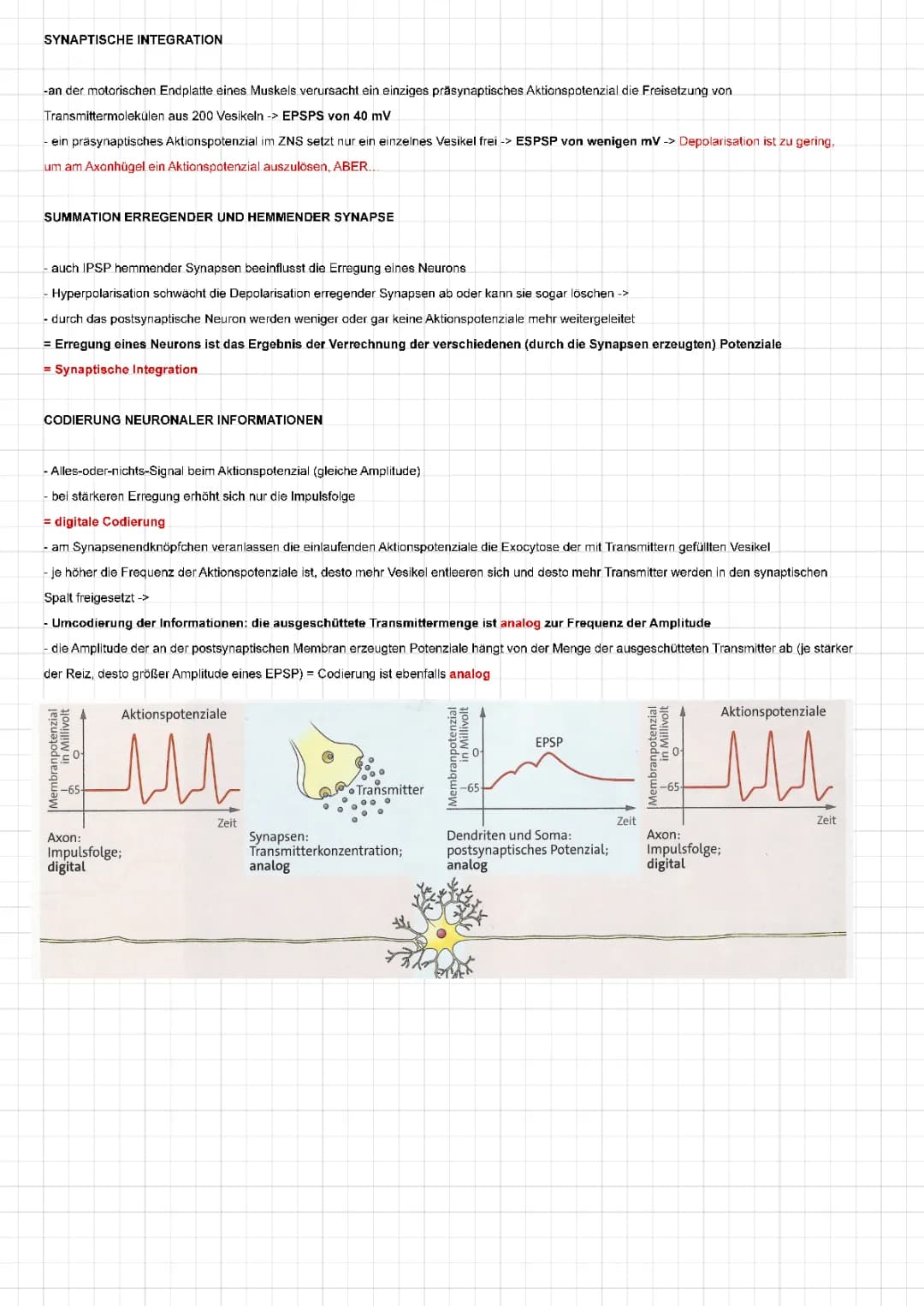 Synaptische Integration: Definition, Räumliche und Zeitliche Summation, Chemische und Hemmende Synapsen