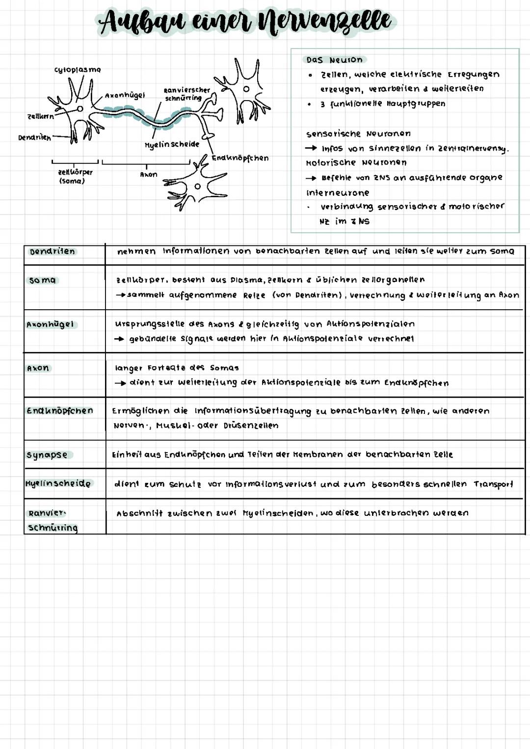 Neurobiologie