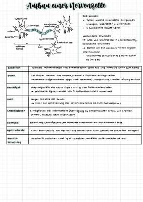 Know Neurobiologie thumbnail