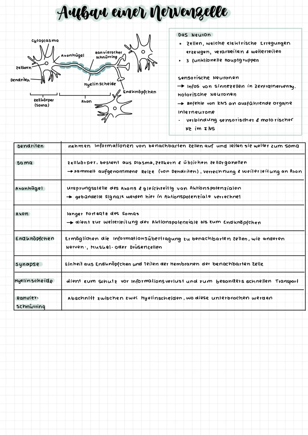 zellkern
Dendriten
cytoplasma
Dendriten
So ma
zellkörper
(soma)
Axon
Axonhügel
Enaknöpfchen
synapse
Myelinscheide
Aubau einer Nervenzelle
Ra