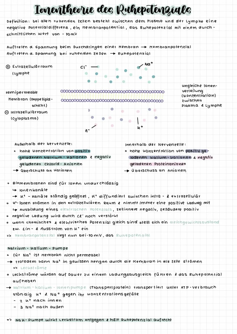 zellkern
Dendriten
cytoplasma
Dendriten
So ma
zellkörper
(soma)
Axon
Axonhügel
Enaknöpfchen
synapse
Myelinscheide
Aubau einer Nervenzelle
Ra
