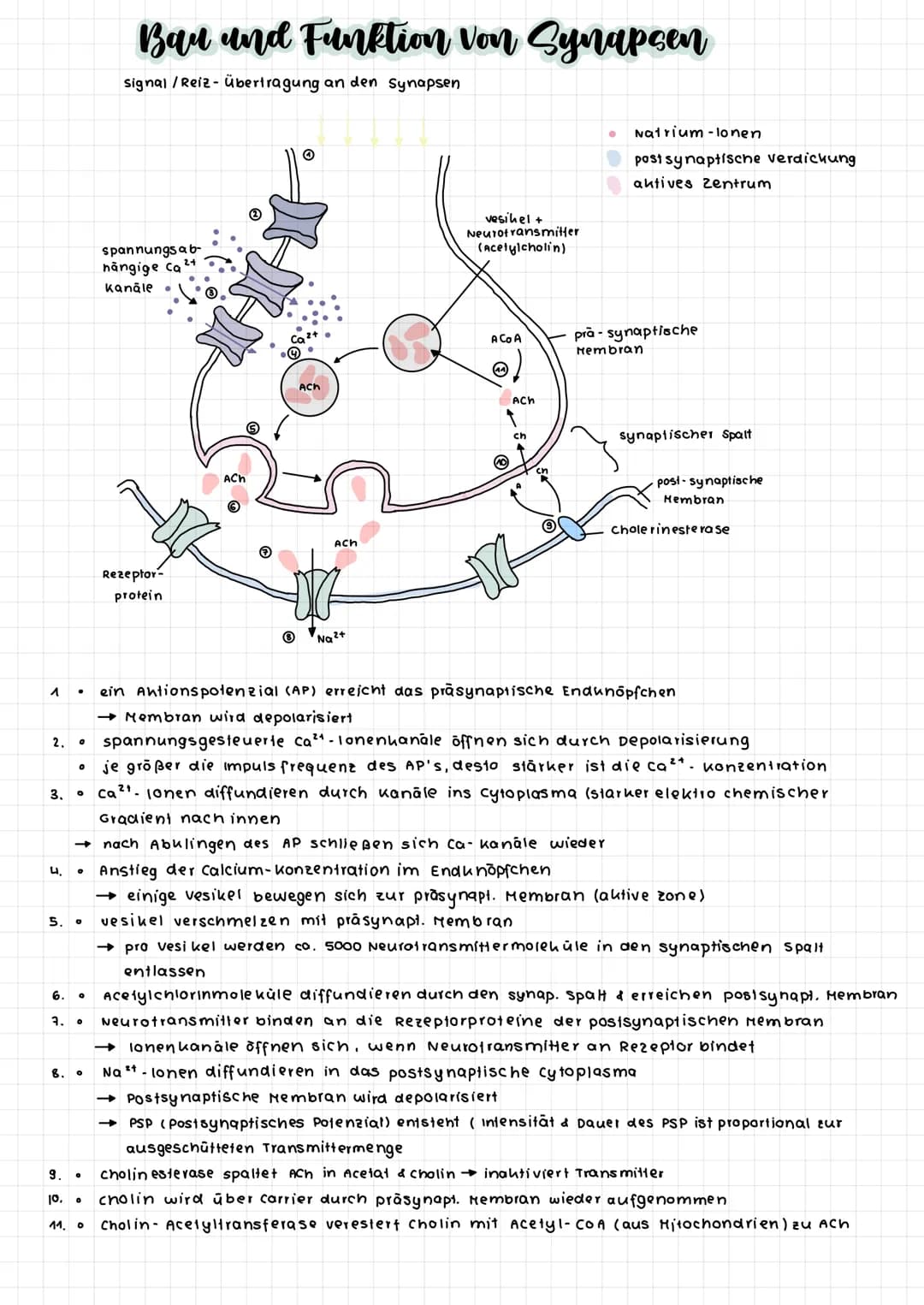 zellkern
Dendriten
cytoplasma
Dendriten
So ma
zellkörper
(soma)
Axon
Axonhügel
Enaknöpfchen
synapse
Myelinscheide
Aubau einer Nervenzelle
Ra