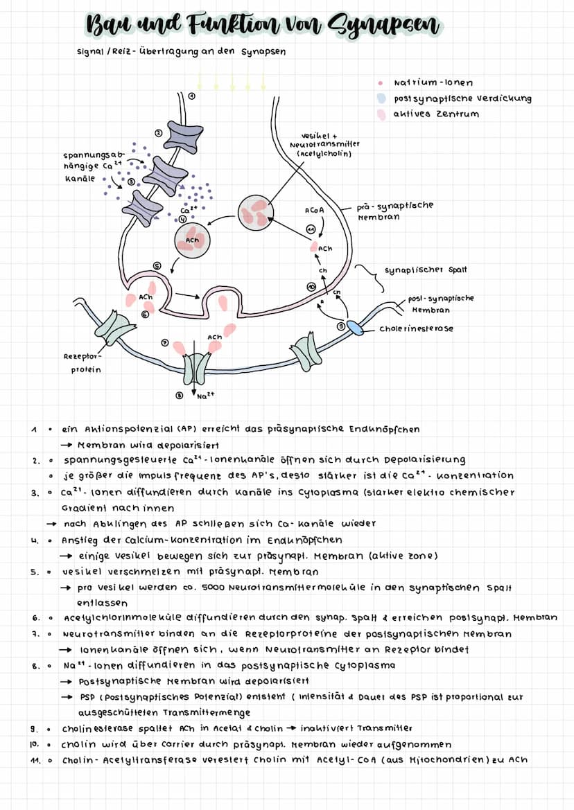zellkern
Dendriten
cytoplasma
Dendriten
So ma
zellkörper
(soma)
Axon
Axonhügel
Enaknöpfchen
synapse
Myelinscheide
Aubau einer Nervenzelle
Ra