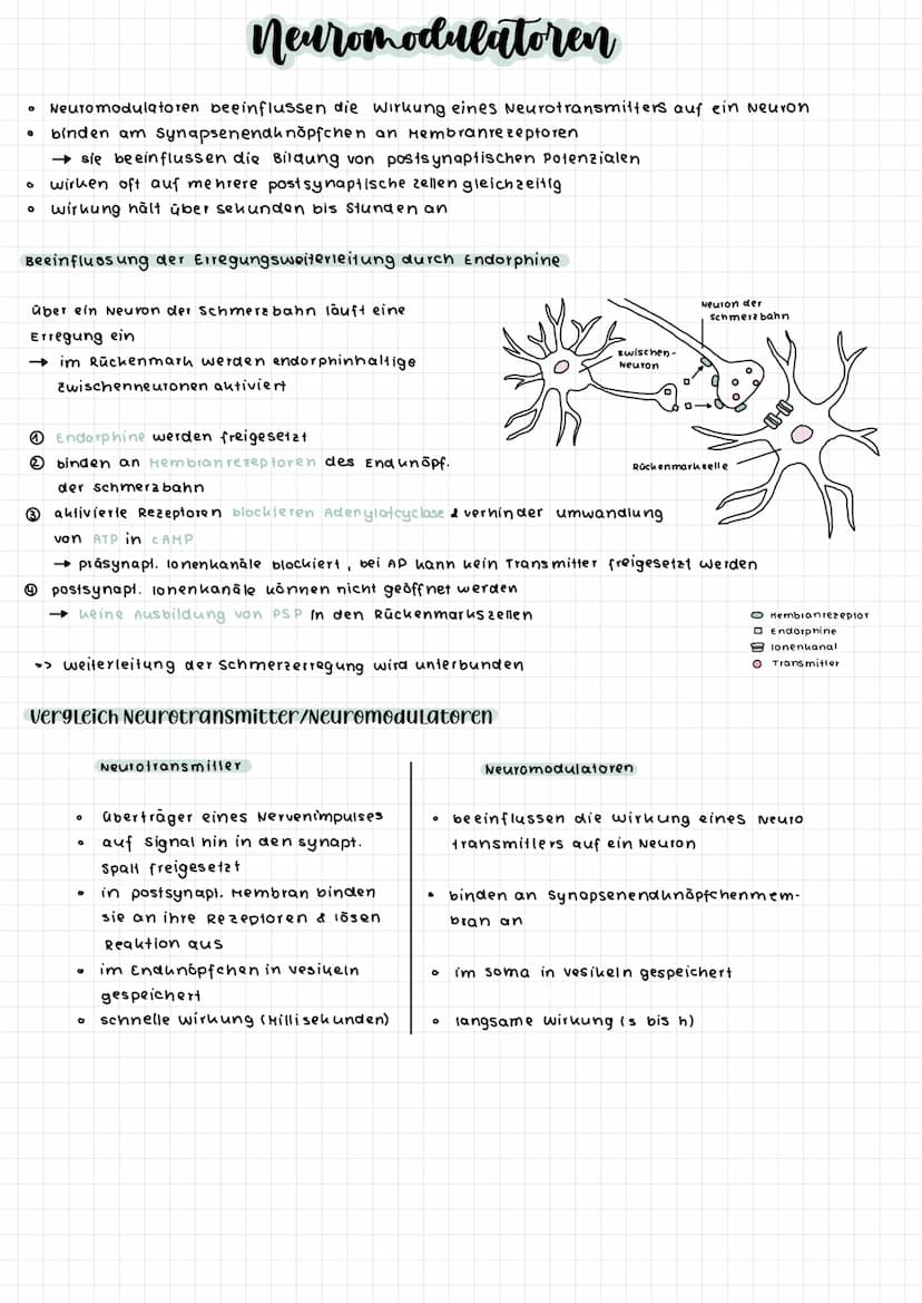 zellkern
Dendriten
cytoplasma
Dendriten
So ma
zellkörper
(soma)
Axon
Axonhügel
Enaknöpfchen
synapse
Myelinscheide
Aubau einer Nervenzelle
Ra