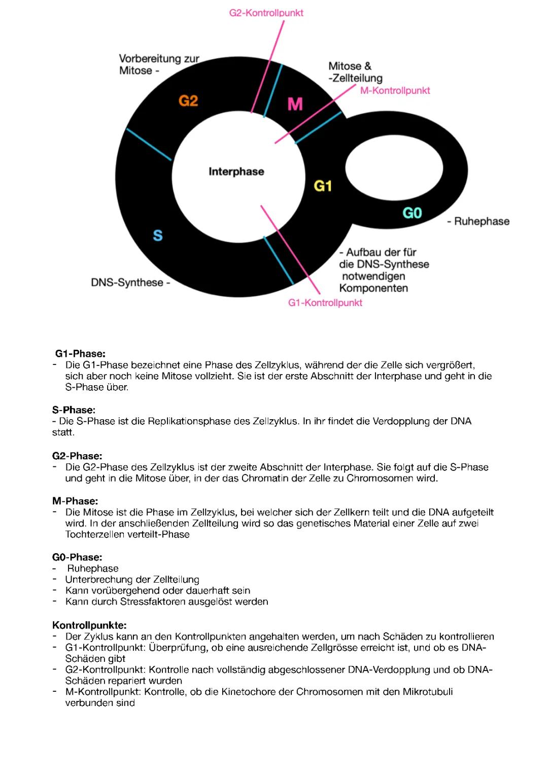 Phasen und Kontrollpunkte des Zellzyklus: Interphase, Mitose und mehr