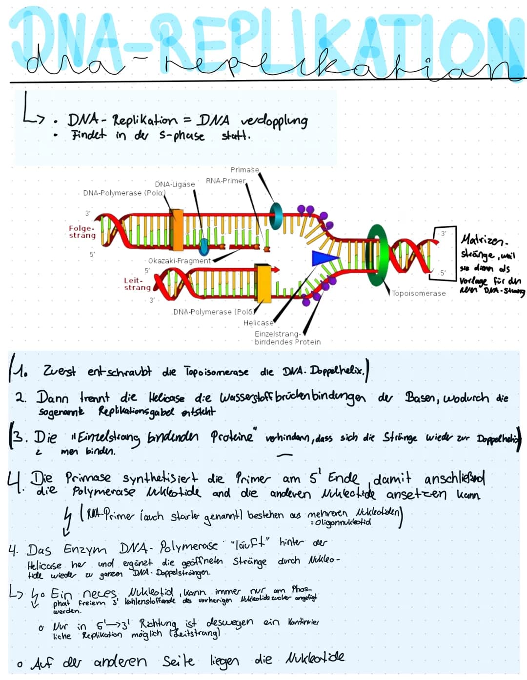 QNA-REPLIKATION
DNA- Replikation = DNA verdopplung
Findet in der S-phase statt.
L₂.
●
DNA-Polymerase (Pola)
3'
L₂
Folge-
strang
yo
X
Okazaki