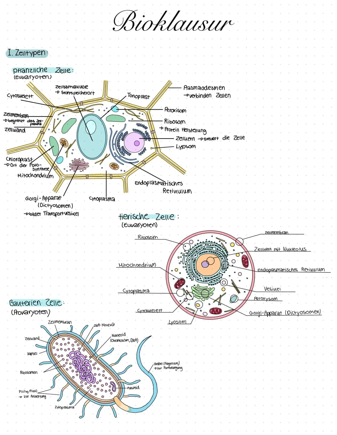 I. Zelltypen:
pflanzliche Zelle:
(Eukaryoten)
Cytoskelett
Zellmembran
-begrenzt das Zell-
plasma
Zellwand
Chloroplast
DOrt der Foto-
Synthes